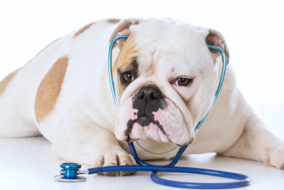 bulldog wearing stethoscope